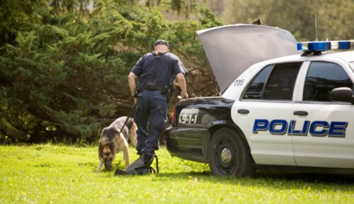 K9 police officer getting ready for a search.